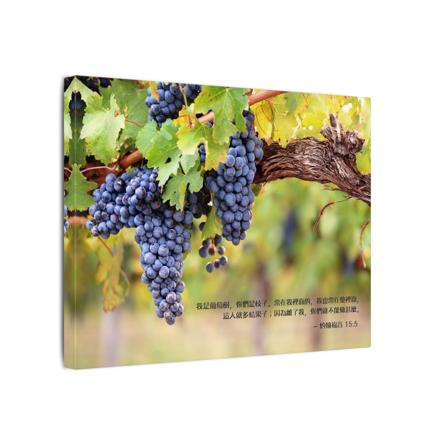 帆布畫 - 葡萄樹和枝子|約15:5